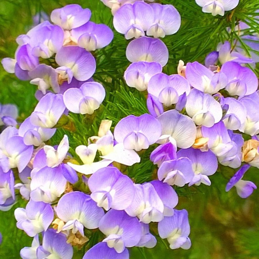 Flower Photograph - Lovely #purple #flowers Beg Your by Shari Warren