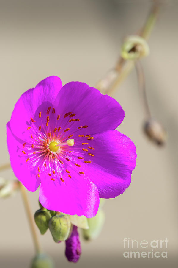 Lovely Purple Flowers Photograph by David Zanzinger