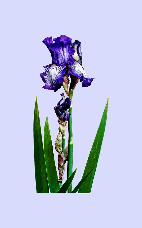 Lovely Purple Iris Photograph by Susan Savad