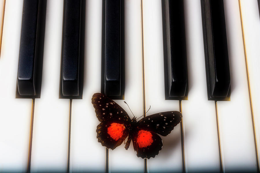 Lovely Red Black Butterfly On Keys Photograph by Garry Gay