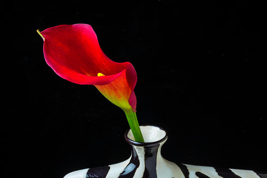 Lovely Red Calla Lily Photograph by Garry Gay