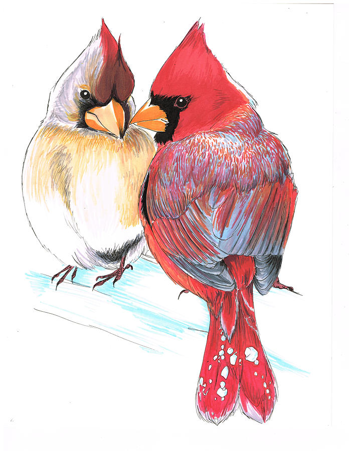 Lovely Red Cardinals Drawing by Marcina Trimmell Pixels