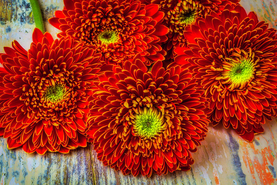 Lovely Red Gerbera Dasies Photograph by Garry Gay