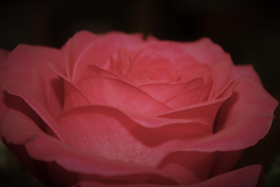 Lovely Rose Photograph by Carolyn Ricks