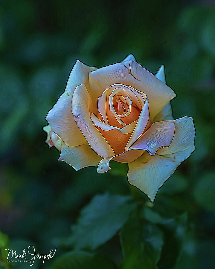 Lovely Rose Photograph by Mark Joseph