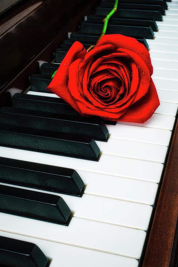 Lovely Rose On Piano Keys Photograph by Garry Gay