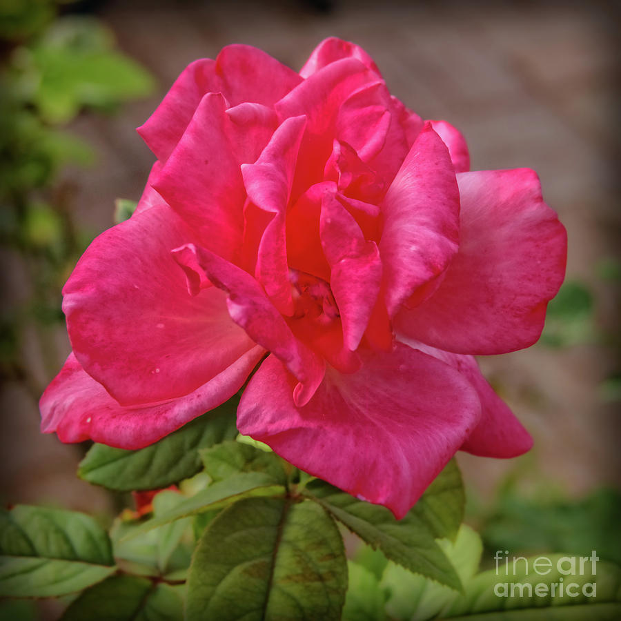 Lovely Rose Photograph by Robert Bales