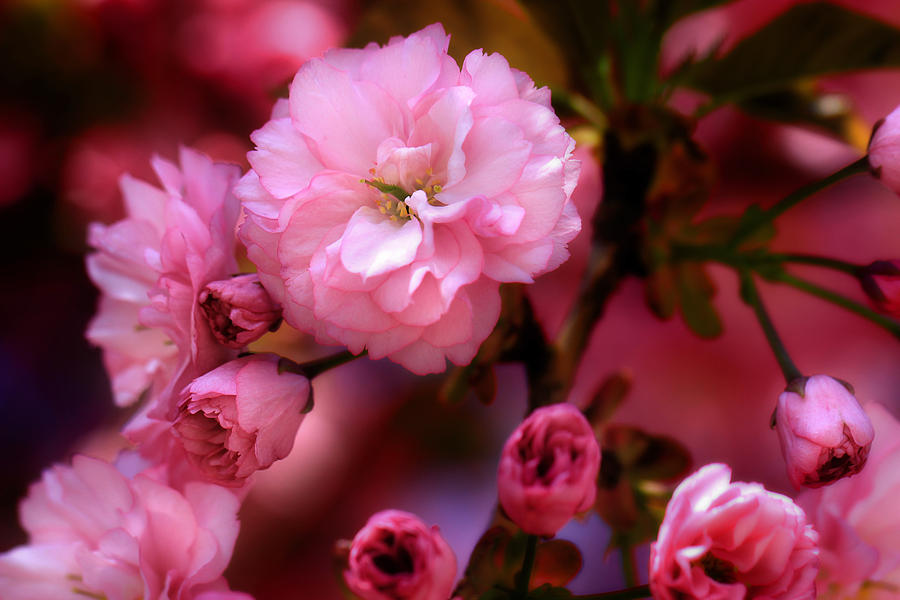 Lovely Spring Pink Cherry Blossoms Photograph