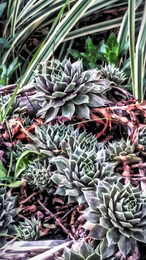 Lovely Succulents Photograph by Bonnie Bruno