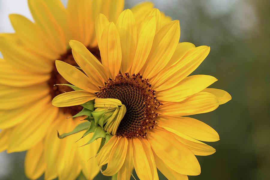 Lovely sunflowers Photograph by Lynn Hopwood