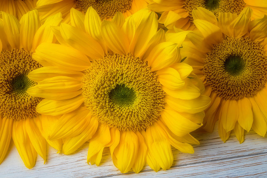 Lovely Sunflower Still Life Photograph by Garry Gay