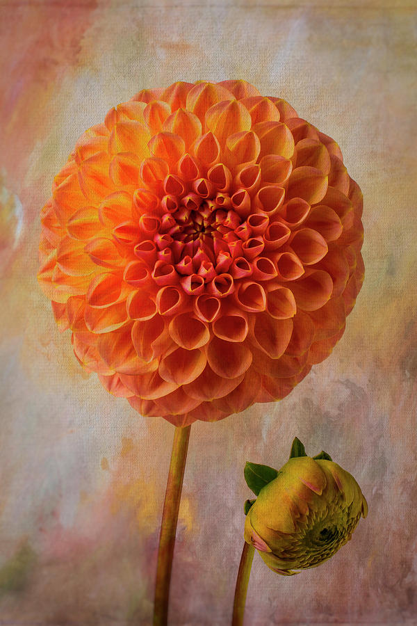 Lovely Textured Dahlia Photograph by Garry Gay