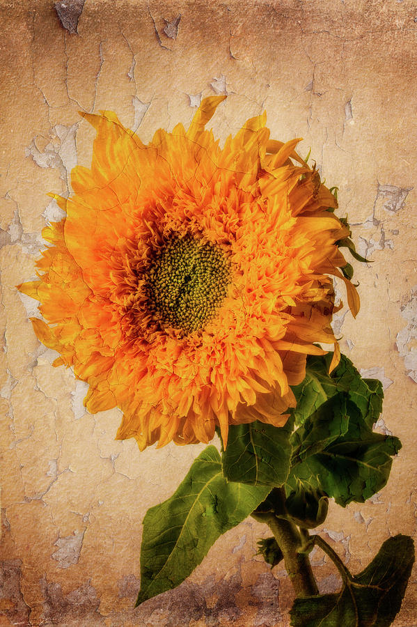Lovely Textured Sunflower Photograph by Garry Gay