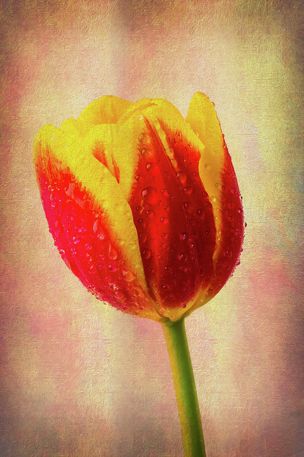 Lovely Textured Tulip Photograph by Garry Gay