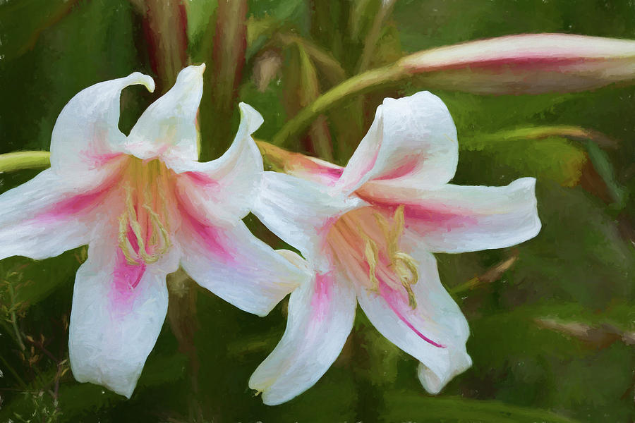 Lovely Trumpet Lilies  Photograph by Kathy Clark