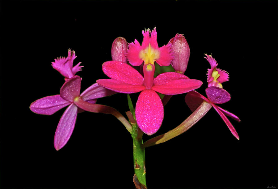 Lovely Valley - Usubeni Orchid 002 Photograph by George Bostian