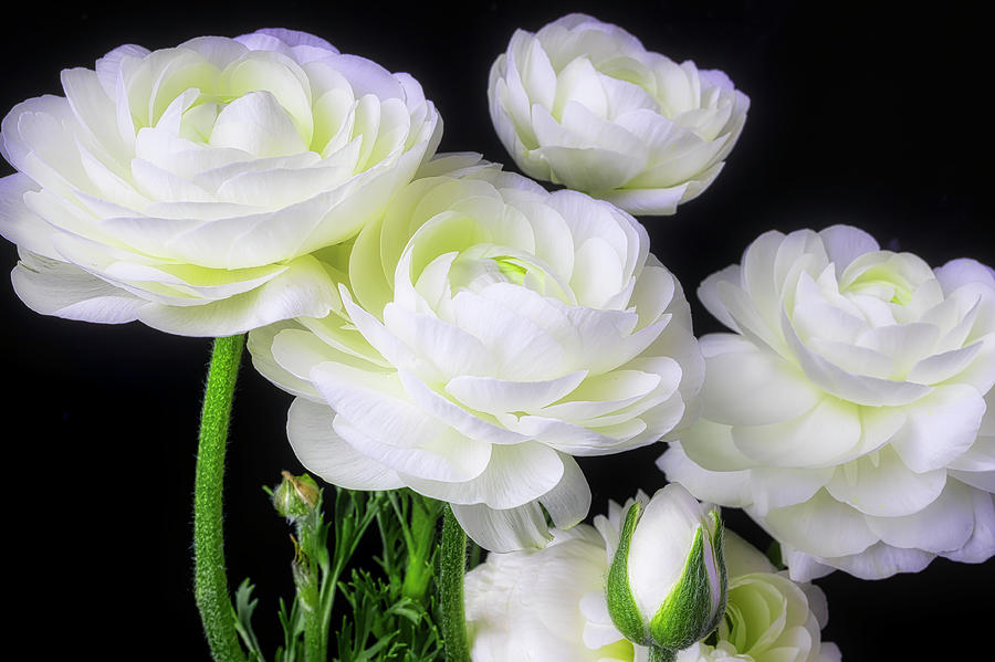 Lovely White Ranunculus Photograph by Garry Gay