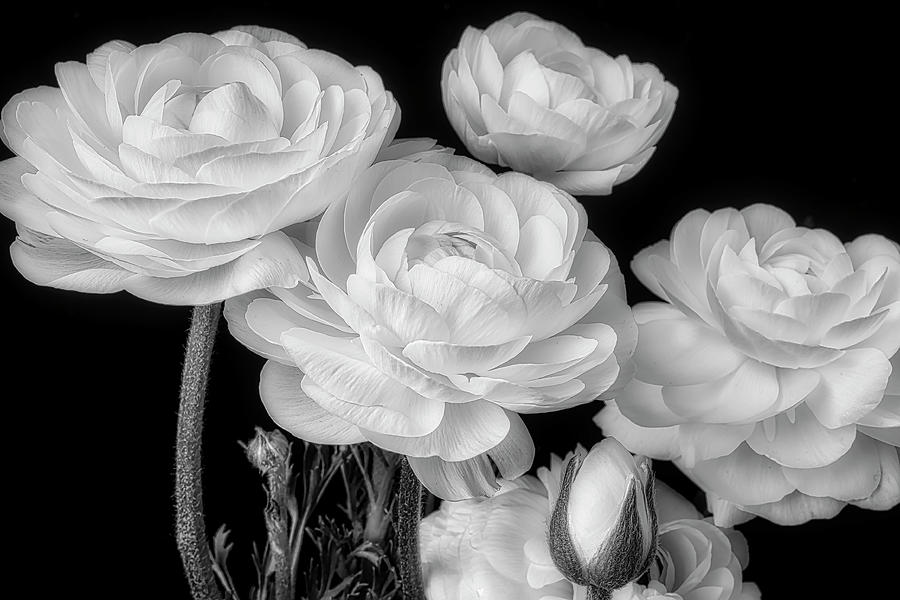 Lovely White Ranunculus In Black And White Photograph by Garry Gay