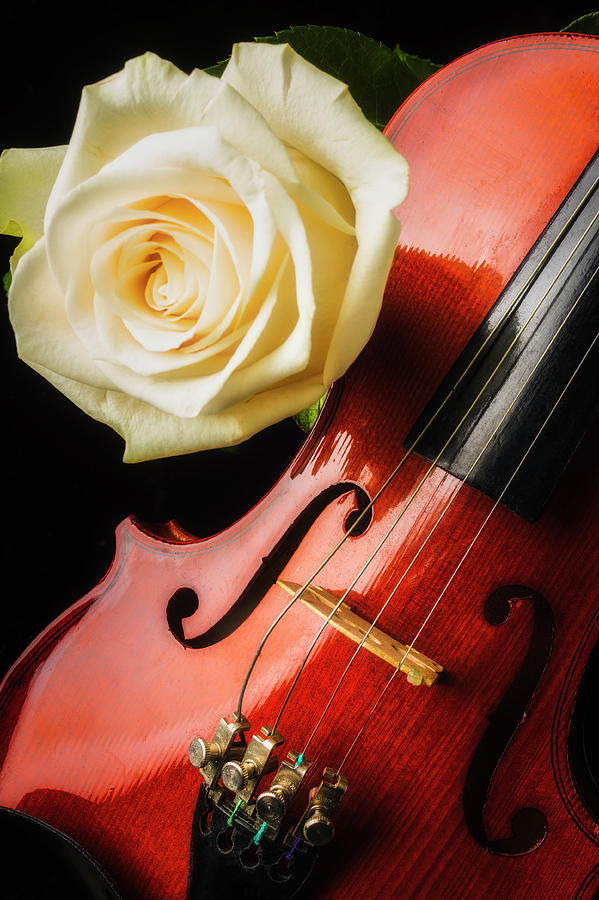 Flower Photograph - Lovely White Rose And Violin by Garry Gay