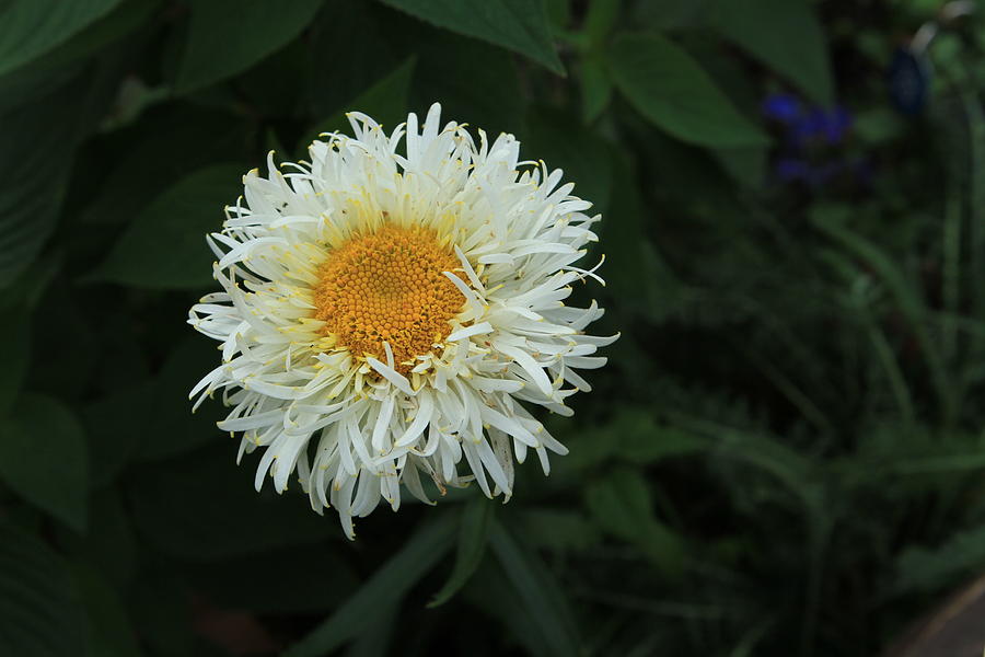 Lovely White Strawflower Photograph by Karen Ruhl