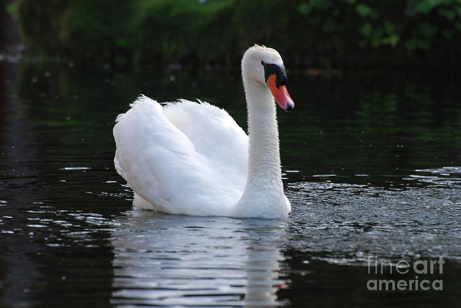 Lovely White Swan Quietly Swimming in Shallow Waters Photograph by DejaVu Designs