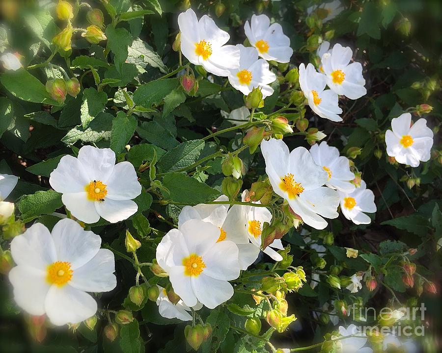 Lovely white rock roses Photograph by Wonju Hulse
