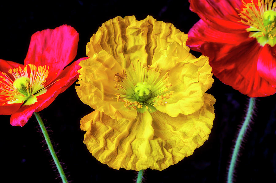 Lovely Yellow Poppy Photograph by Garry Gay