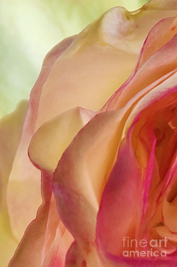 Lovely Yellow Rose Aging Vertical Photograph by David Zanzinger