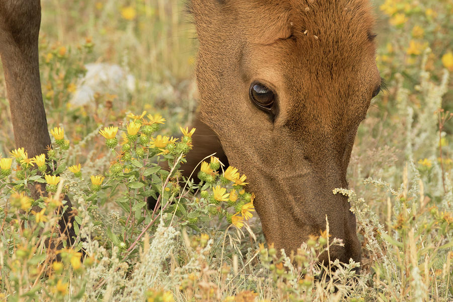 Lovely Young Elk by Vicki Stansbury Lovely Young Elk by Vicki Stansbury