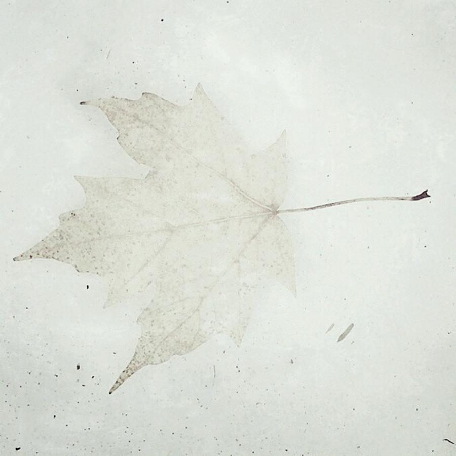 Leaf Photograph - #lovelydeadcrap #leaf #stillsnowing by Tricia Elliott
