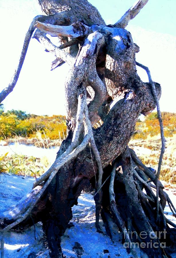 Nature Photograph - Lovers Entwined Beach Driftwood by Janine Riley