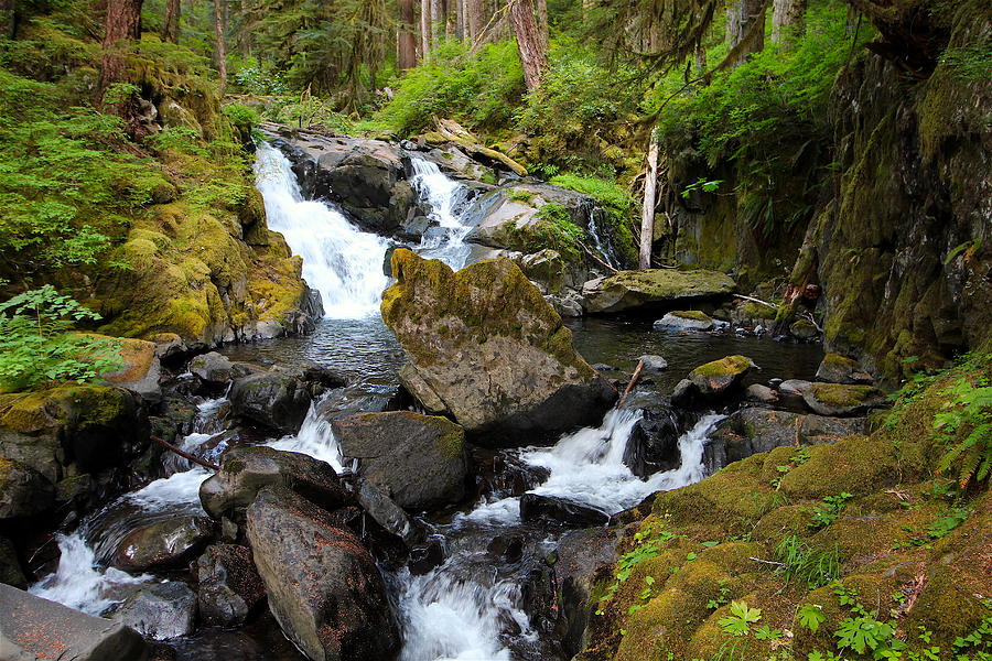 lovers lane loop olympic national park