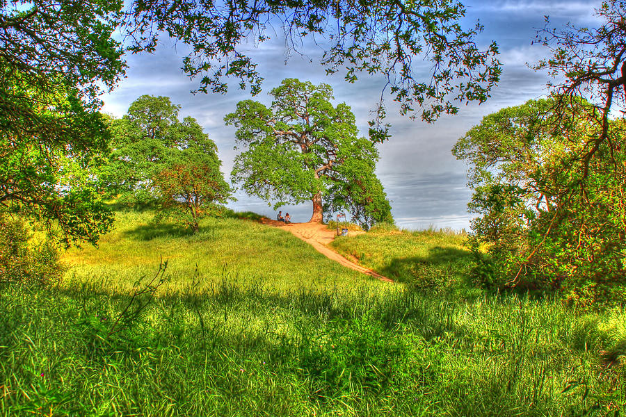 Lovers Meadow HDR Photograph by Randy Wehner