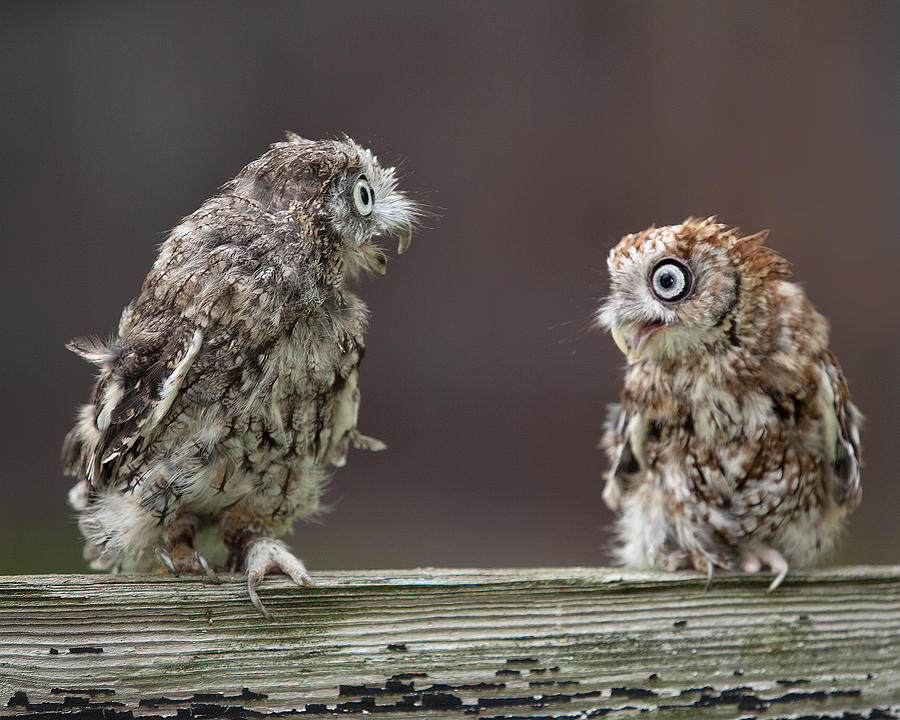 Owl Photograph - Lovers Spat by Jack Nevitt