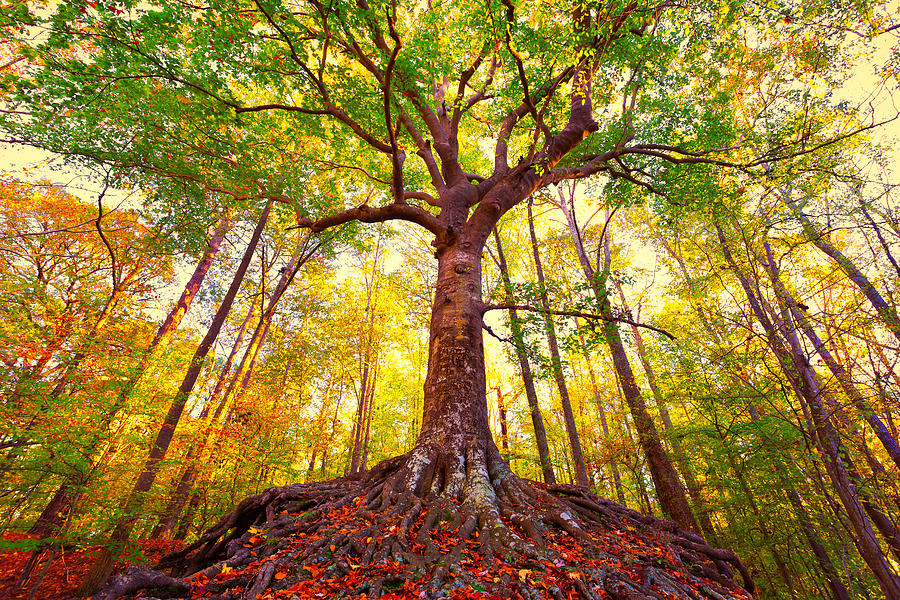 Lovers Tree Fall Photograph by Steve Stephenson