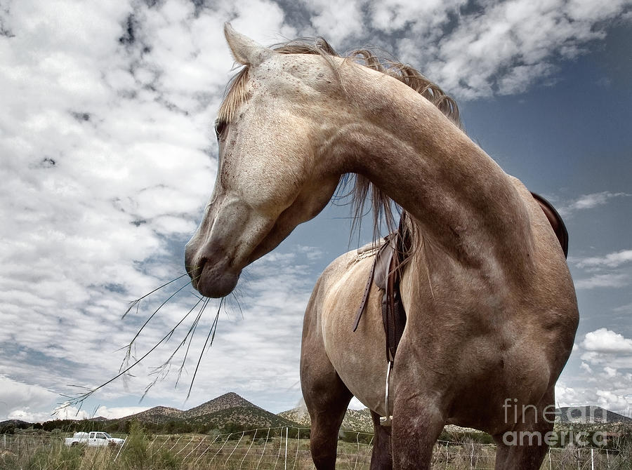 Santa Fe Photograph - Loves Her Work by Carolyn  Wright