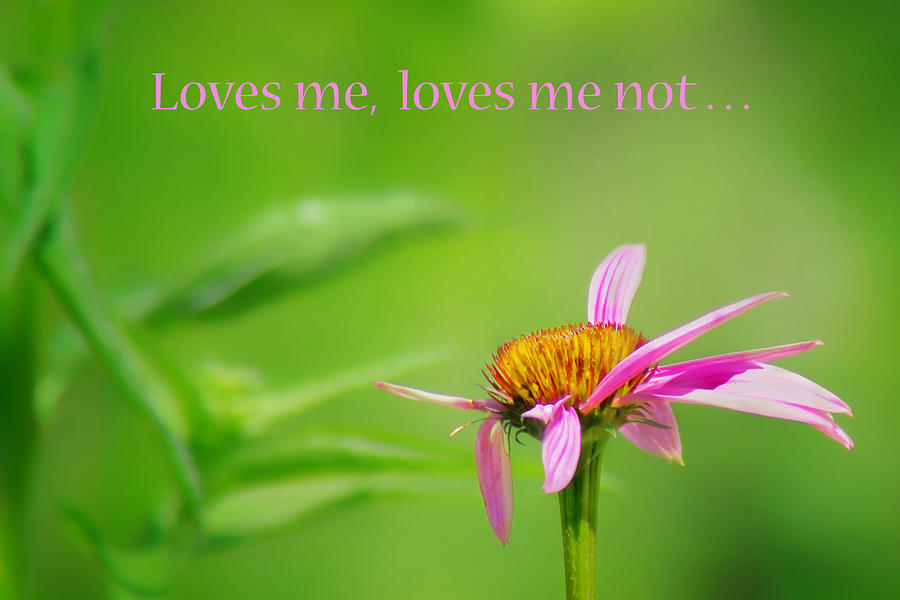 Loves Me - Loves Me Not - Coneflower Photograph by Nikolyn McDonald
