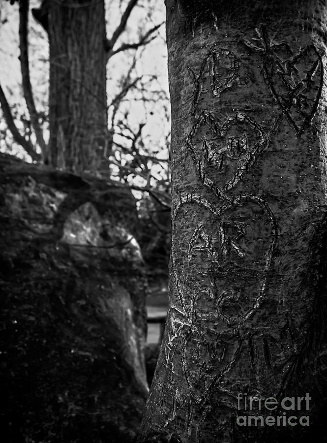 Loves Scars in Central Park - BW Photograph by James Aiken