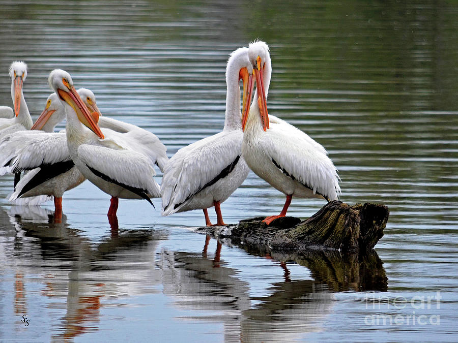 Lovey Dovey Pelicans Photograph by Sue Stefanowicz