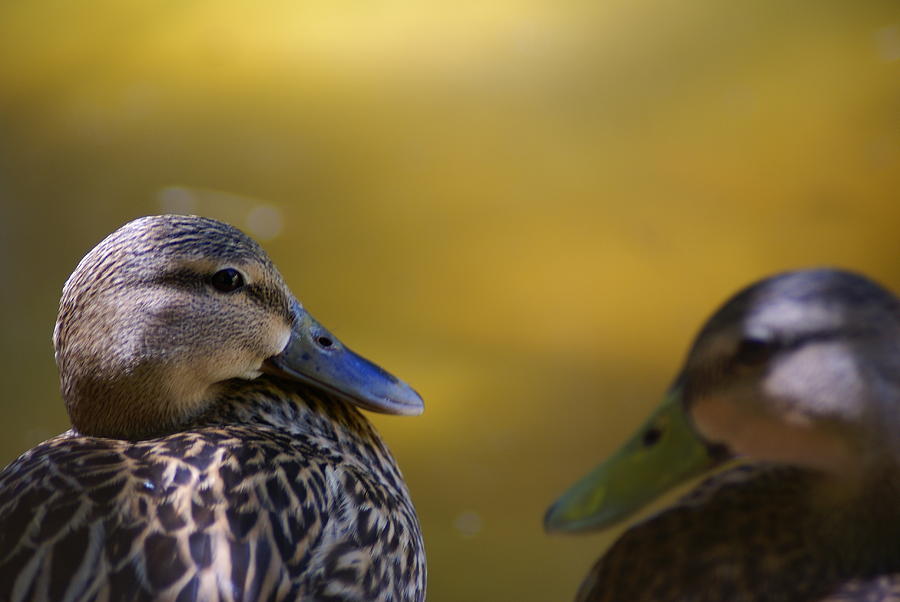 Lovey Duck Photograph by Florene Welebny