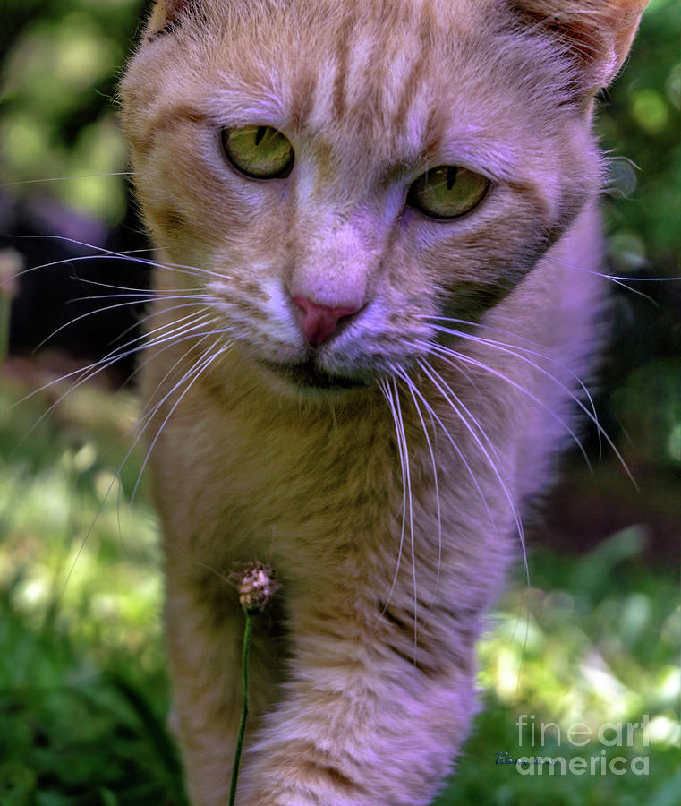 Flower Photograph - Lovey Feral Cat Portrait 0369a by Ricardos Creations