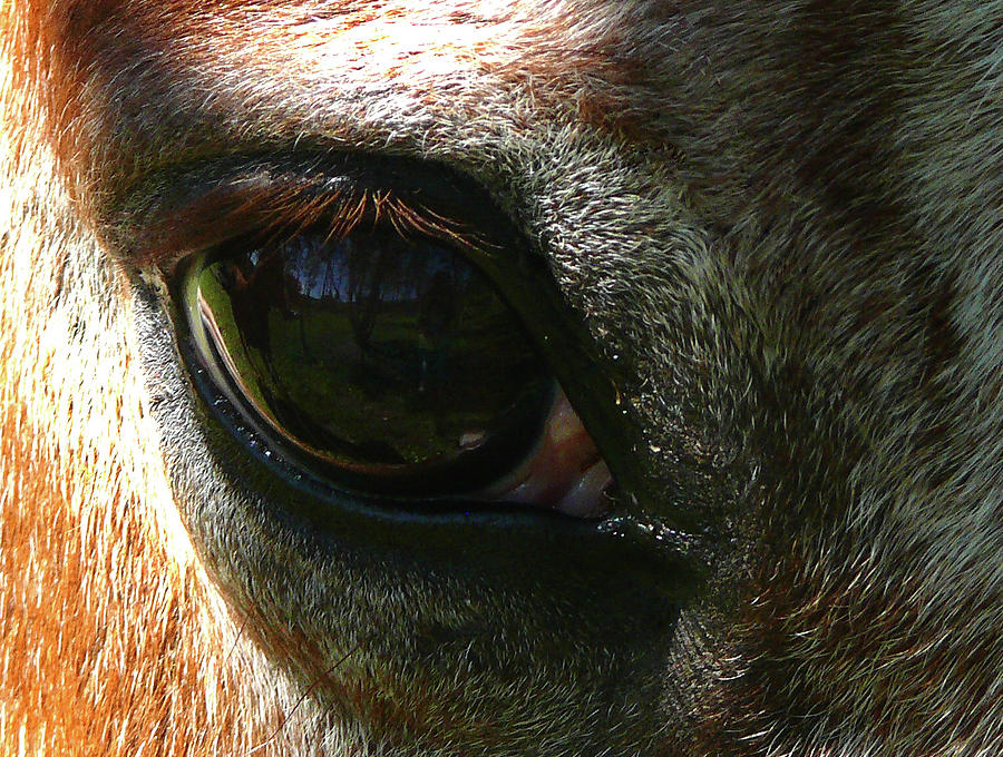 Loving Eye Photograph by Evelyn Tambour