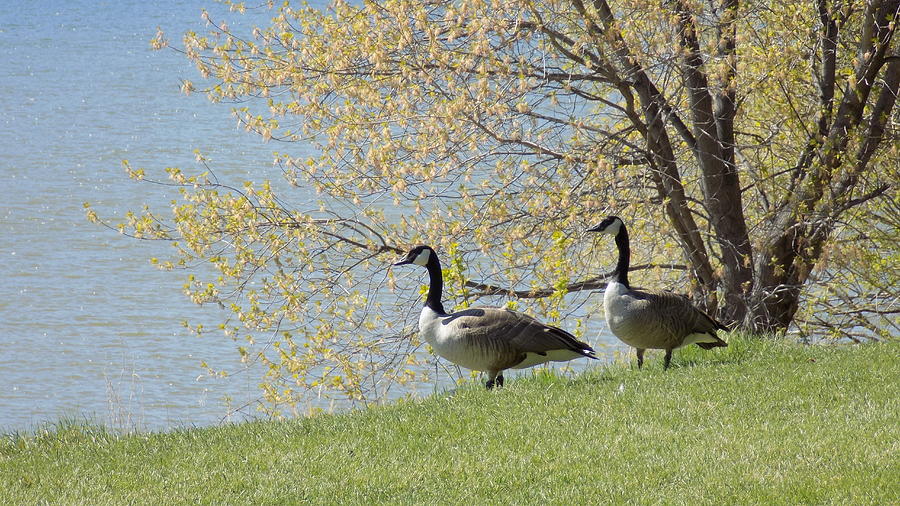 Geese Photograph - Loving Geese by Penny Homontowski