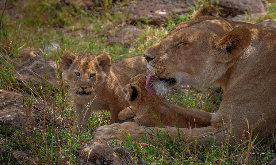 Wildlife Photograph - Loving Lioness by Tim Bryan