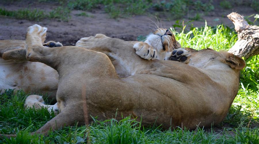 Loving Lions, Best Friends Photograph by Richard Bryce and Family