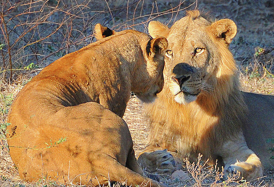 Loving Lions Photograph by Ted Keller
