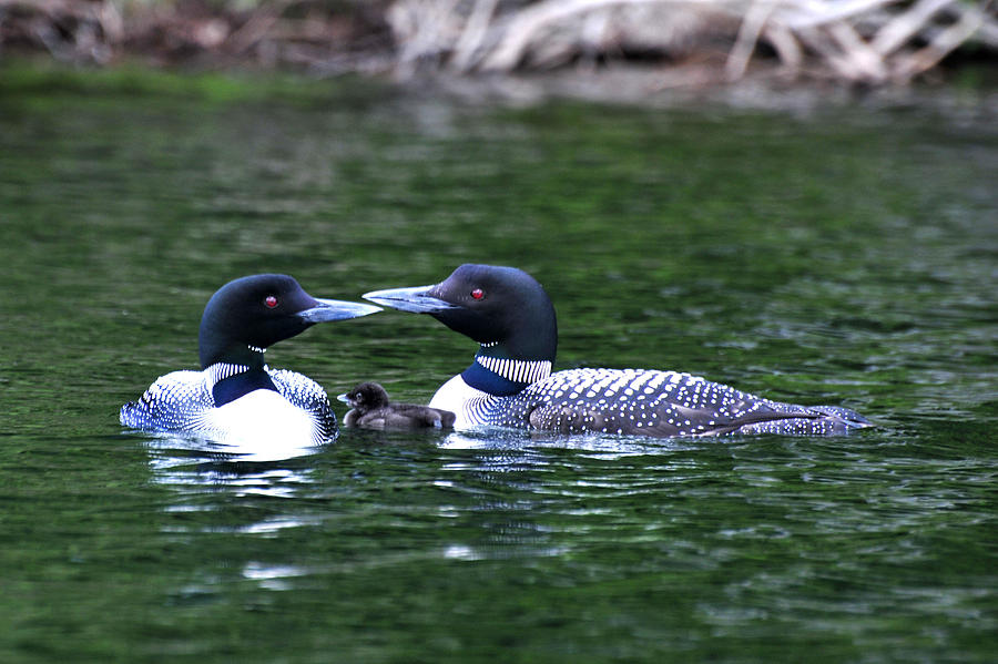 Loving Loon Parents Photograph by Peter DeFina