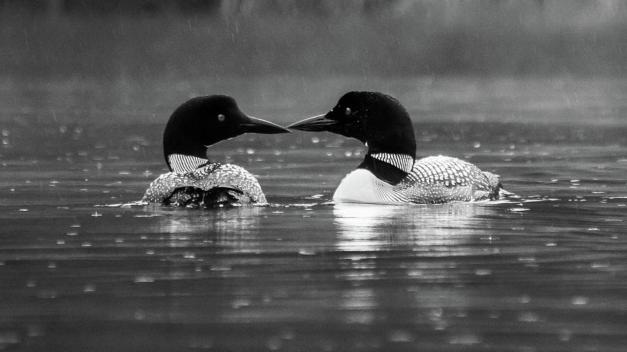 Loving Loons Photograph by Scene by Dewey
