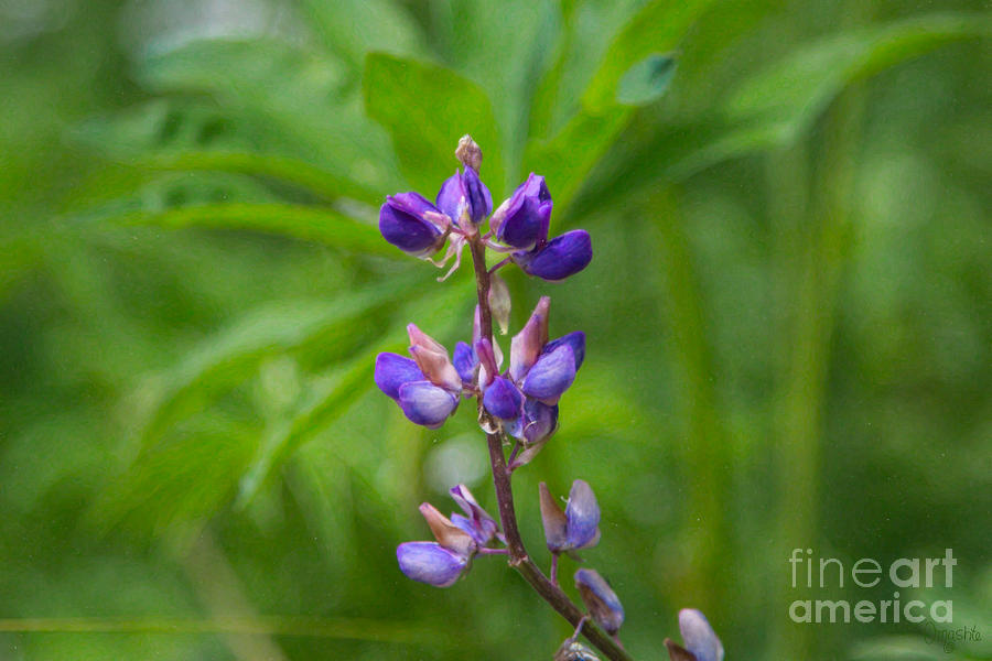 Loving Lupine Methow Valley Flowers by Omashte Photograph by Omaste Witkowski