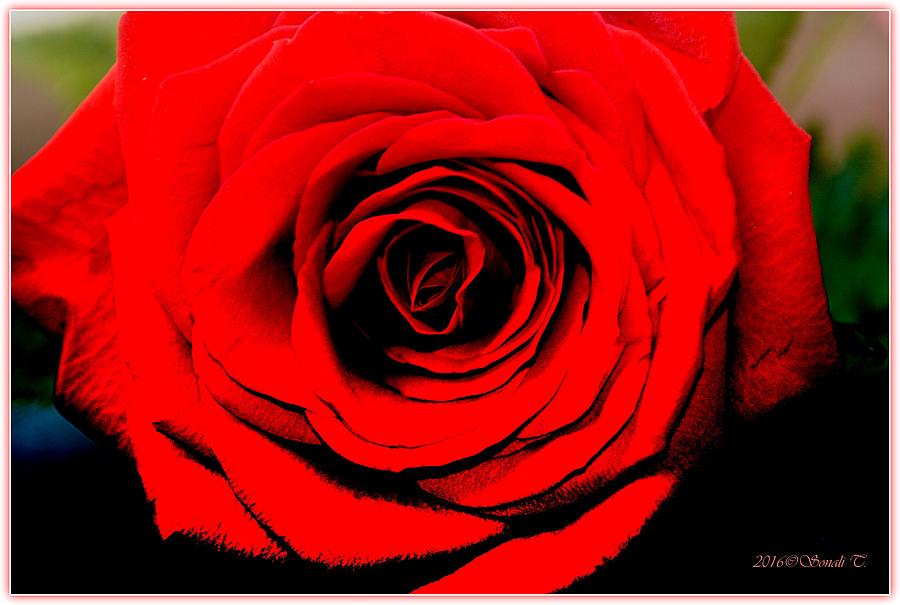 Petals Photograph - Loving Red by Sonali Gangane